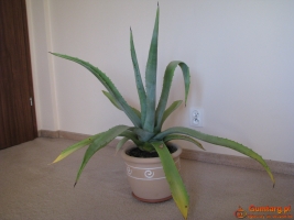 Piękna duża agawa ogrodowa  3 szt