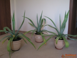 Piękna duża agawa ogrodowa  3 szt