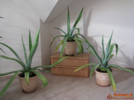 Piękna duża agawa ogrodowa  3 szt