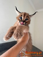 kocięta serwal i karakal z młodym savannah