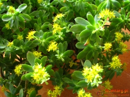 Aeonium – piękny sukulent na taras, do oranżerii lub mieszkania