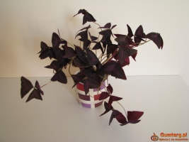 Szczawik trójkątny purpurowy na taras do mieszkania oranżerii ogrodu