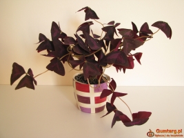 Szczawik trójkątny purpurowy na taras do mieszkania oranżerii ogrodu