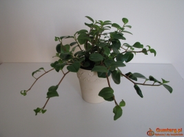 Mulenbekia – piękna zdrowa roślinka ozdobna