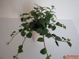 Mulenbekia – piękna zdrowa roślinka ozdobna