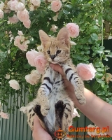 kocięta serwal i karakal z młodym savannah