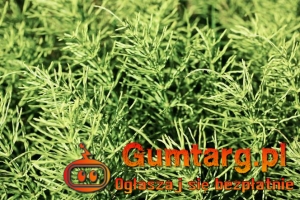 Pokrzywa i skrzyp polny suszony z łąk