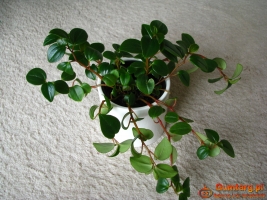 Mulenbekia – piękna zdrowa roślinka ozdobna