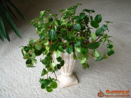 Mulenbekia – piękna zdrowa roślinka ozdobna