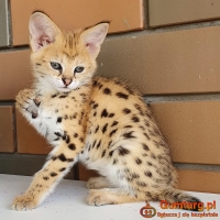 kocięta serwal i karakal z młodym savannah