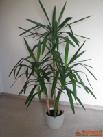 Juka – piękny, zdrowy, duży kwiat doniczkowy,  3-pienny, 1,6 m