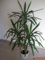 Juka – piękny, zdrowy, duży kwiat doniczkowy,  3-pienny, 1,6 m