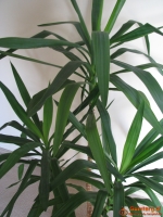 Juka – piękny, zdrowy, duży kwiat doniczkowy,  3-pienny, 1,6 m