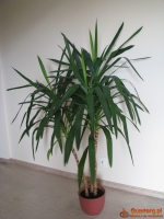 Juka – piękny, zdrowy, duży kwiat doniczkowy,  3-pienny, 1,6 m