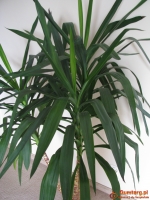 Juka – piękny, zdrowy, duży kwiat doniczkowy,  3-pienny, 1,6 m