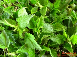 Pokrzywa i skrzyp polny suszony z łąk