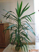 Juka – piękny, zdrowy, duży kwiat doniczkowy, 1,45 m