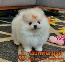 6 szczeniąt pomeraniana (w wieku tygodni)