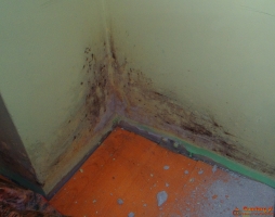 ODGRZYBIANIE USUWANIE PLEŚNI Z BUDYNKÓW