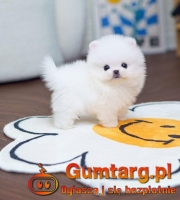 6 szczeniąt pomeraniana (w wieku tygodni)