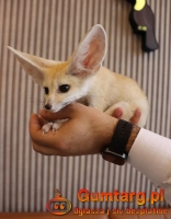 6 lisek fenkowych (kilka tygodni)