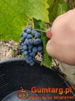 Winobranie 2026 Francja